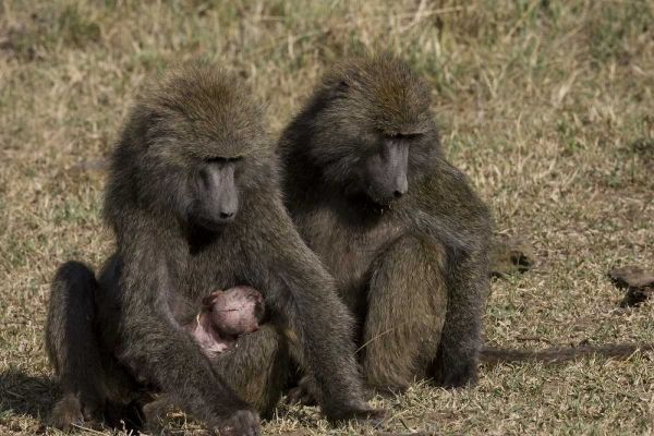 Kenya Mother baboon with newborn baby